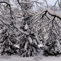 Декабрь Парк Южный, Калининград :: Рита Симонова