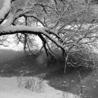Над проталиной (монохром) :: Сергей Карачин