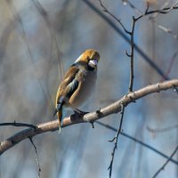 Дубонос. :: Евгений Голубев