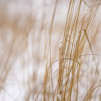 Желтое на белом :: Владимир 