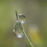 Капельки росы :: Надежда Куркина 