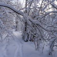 В зимнем лесу :: Сергей Ц