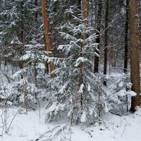 В заснеженном лесу. :: Лия ☼