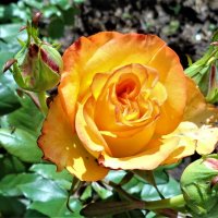 роза :: Наталья 