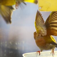 И её нрав !.. :: Юрий Куликов