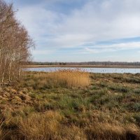 Январский иней... :: Николай Гирш