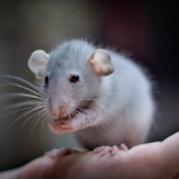 крыса :: Артём 