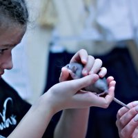 крыса :: Артём 