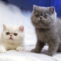 ... :: Светлана Ищенко