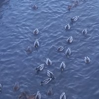 Утки :: Сапсан 