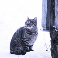 Пришёл в гости :: Людмила Смородинская