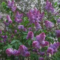 сиреневый май :: Елена Шаламова