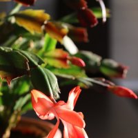 Цветы на окошке :: Ольга Цветы на окошке :: Ольга