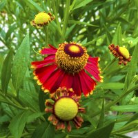 Гелениум  гибридный :: Валентин Семчишин