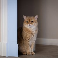 *** :: Олег Дорошенко