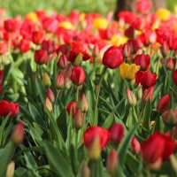 *** :: Александр. AVG100 --- *** :: Александр. AVG100 ---