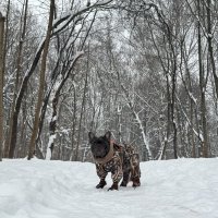 Уссурийский мягонький :: Анна Камс