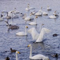 На озере Светлом.Алтай :: Наталия Григорьева