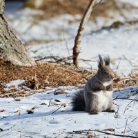Эх, Новогодние салатики... :: Oleg4WD 