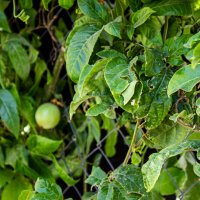 Пассифлора :: Светлана SvetNika17 Пассифлора :: Светлана SvetNika17