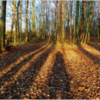 В ЛЕСУ... :: Elvira E. 