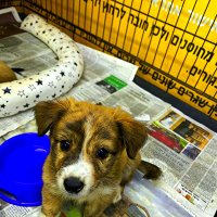 МИЛЫЙ   ЩЕНОК :: Анатолий Малобродский