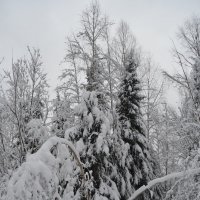 ПЕРЕД РОЖДЕСТВОМ... :: Татьяна Касьяненко