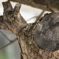 *** :: Андрей Андрианов