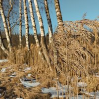 Березки :: Аннушка 