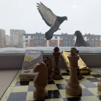 Голубиный этюд :: Андрей Хлопонин