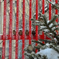 Воробьиный слет. :: Любовь 