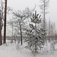 Зима за городом :: Татьяна Тюменка