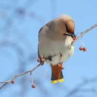 Свиристель :: Виктор Иванович Чернюк