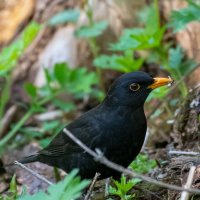 Черный дрозд :: Владимир Лазарев