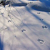 Снежная книга...Белка проскакала! :: Владимир 