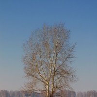 Танец посреди зимы. :: nadyasilyuk Вознюк