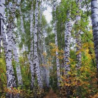 сентябрь в берёзовой аллее :: Елена Шаламова