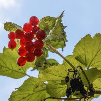 Риддер :: Дмитрий 