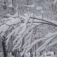 Зимнее :: Елена Семигина