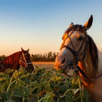 Вечерняя прогулка :: Андрей 