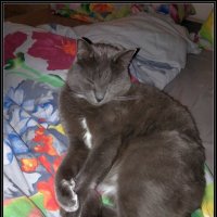 Басик :: Ольга Довженко