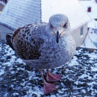 Совсем замёрз.. :: Aida10 