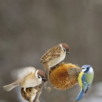 *** :: Валерий Черняк