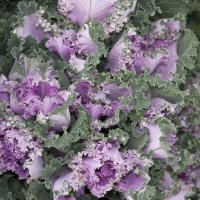 Крупным планом . :: Виктор 