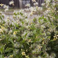 Живая  изгородь . :: Виктор 