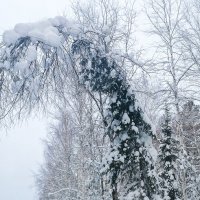 Головой склонилась до самого тына. :: юрий Амосов