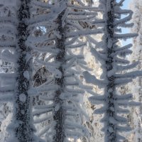 Елки :: Евгений Тарасов 