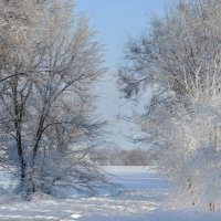 По-зимнему прозрачный лес,  укутан звонкой тишиной... :: Надежда Куркина 