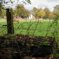 На лугу пасутся... :: Николай Гирш На лугу пасутся... :: Николай Гирш