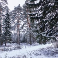 зимушка :: Владимир Зеленцов